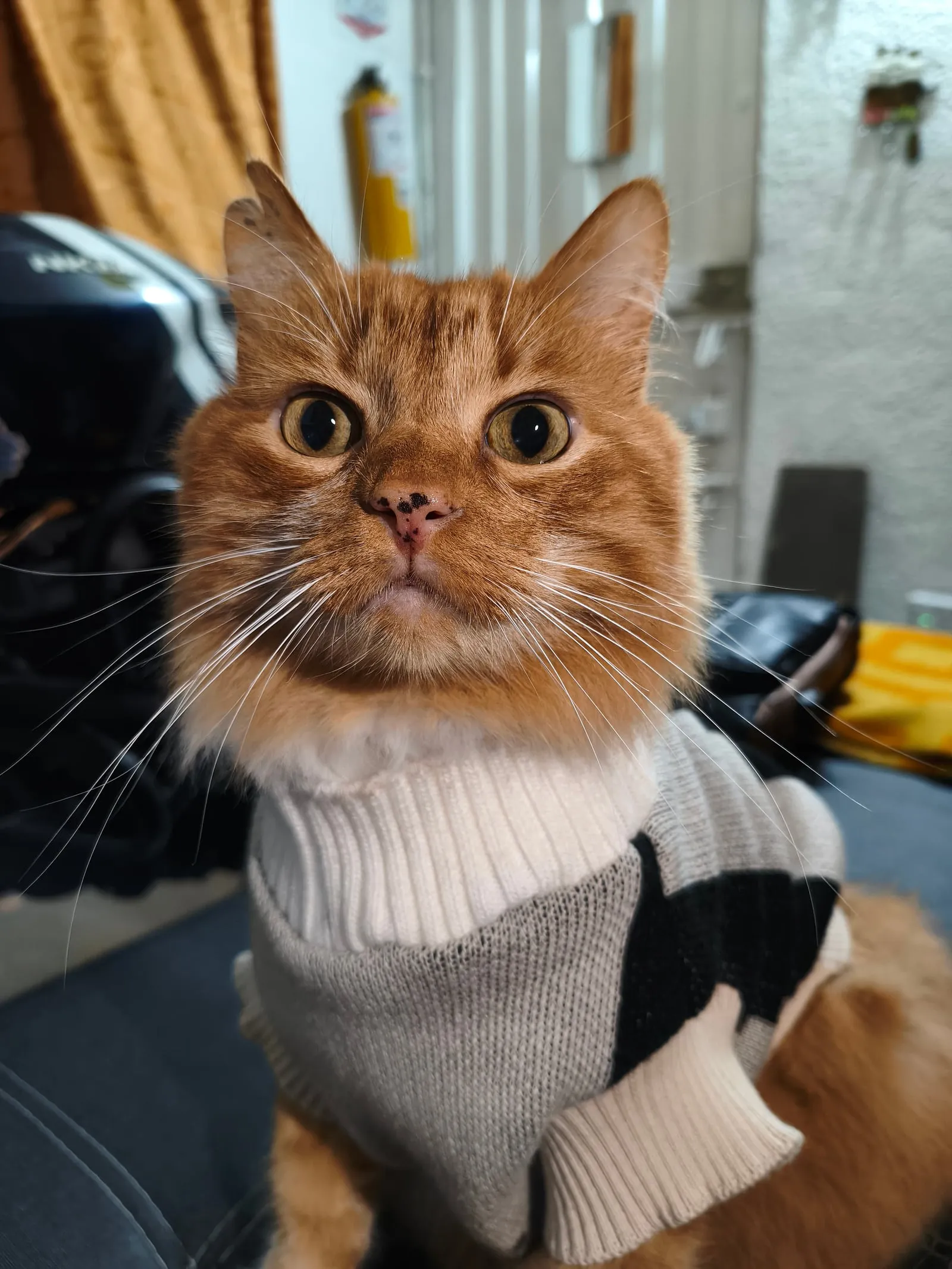 Romeo, an orange cat in a sweater, my personal assistant